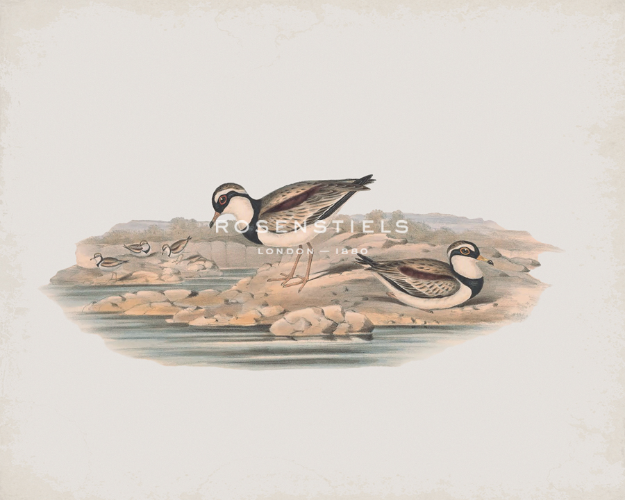 Hiaticula Nigrifrons - John Gould