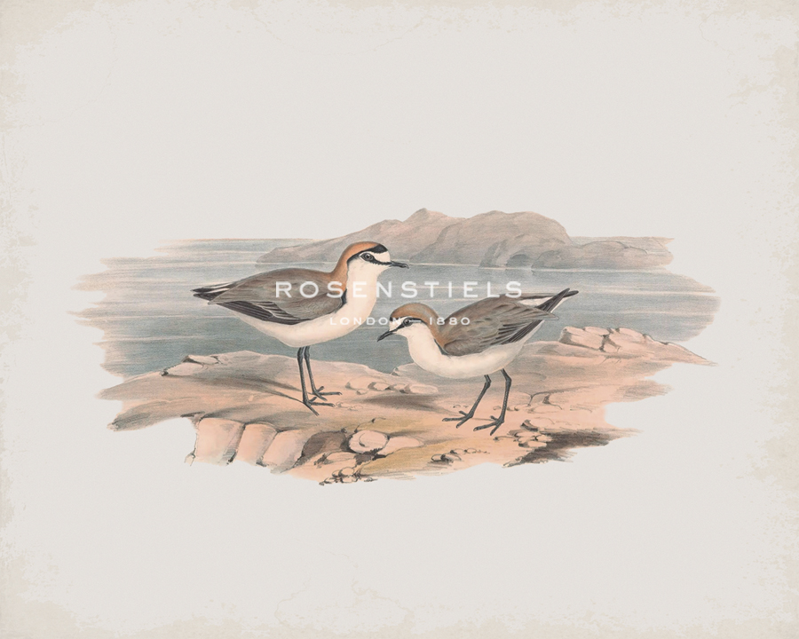 Hiaticula Ruficapilla - John Gould