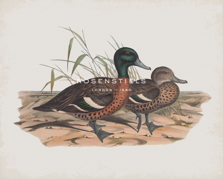 Mareca Punctata - John Gould