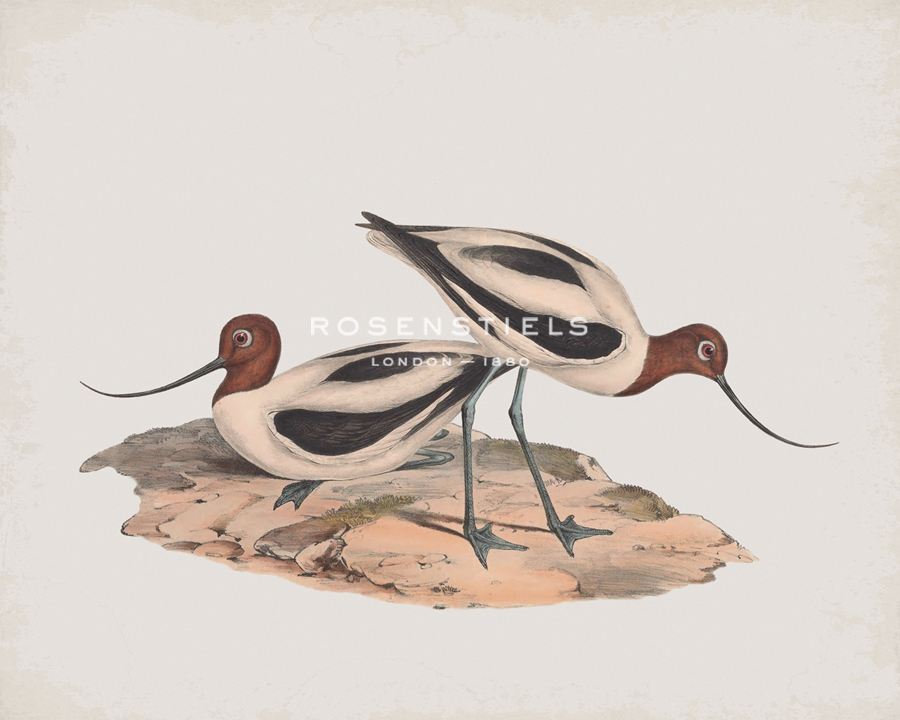 Recurvirostra Rubricollis - John Gould