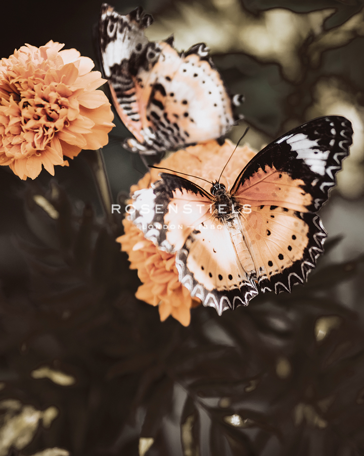 Flutterby Duet - Florian Schleinig