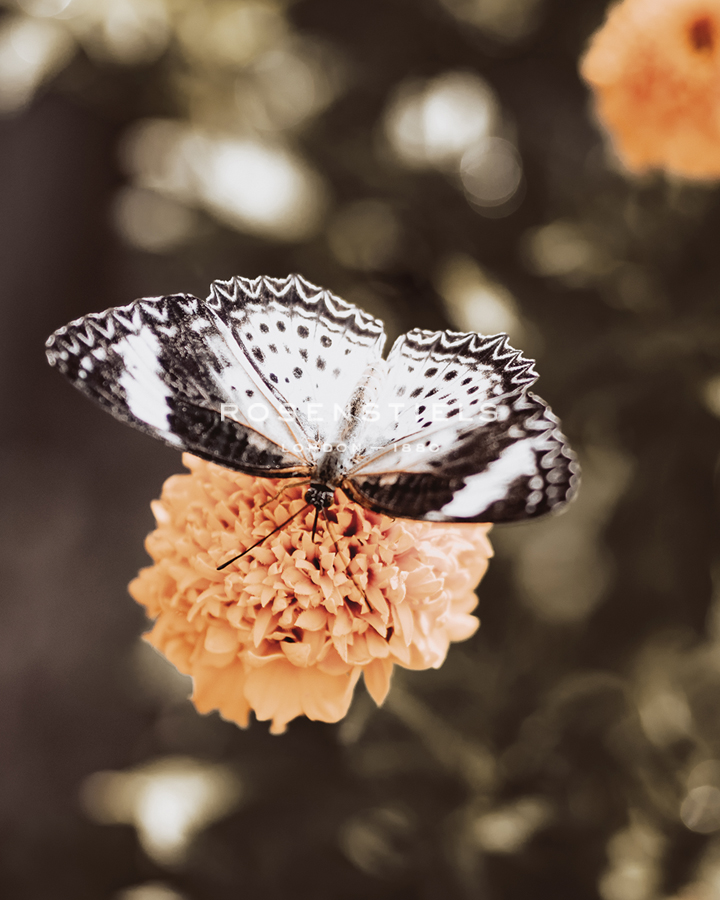 Flutterby Solo - Florian Schleinig