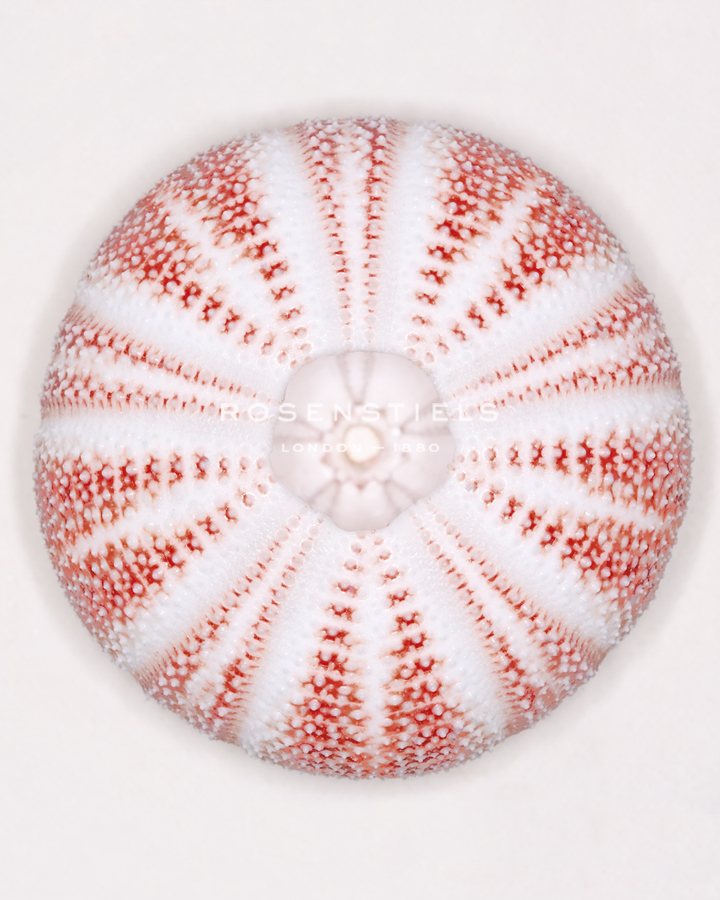 Sea Urchin - Coral Study - Ben Wood