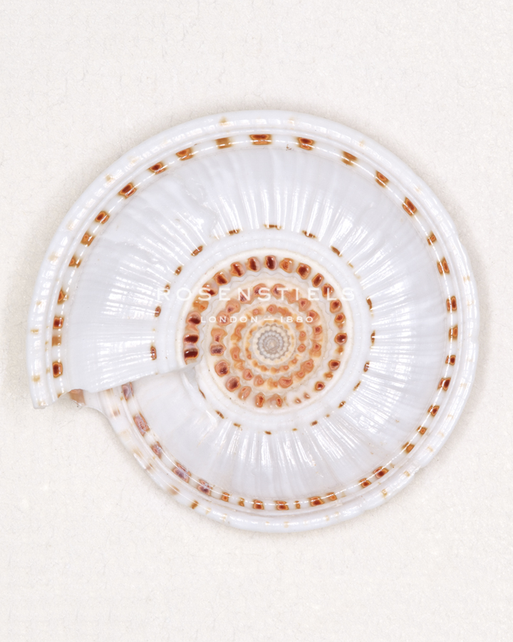 Architect Shell - Citrine Study - Ben Wood
