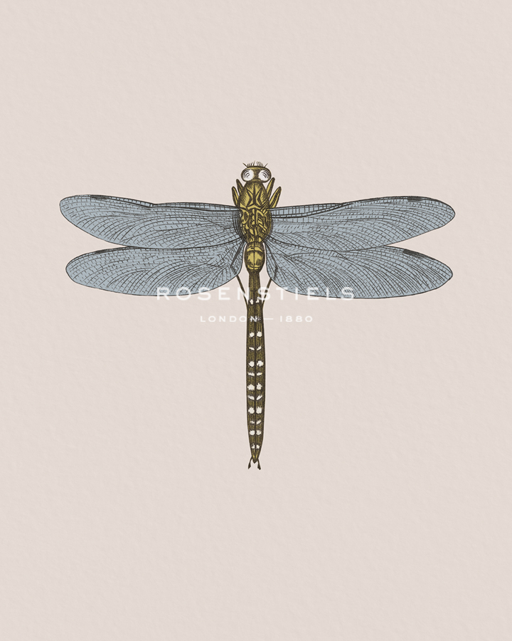 Anisoptera - Maria Mendez