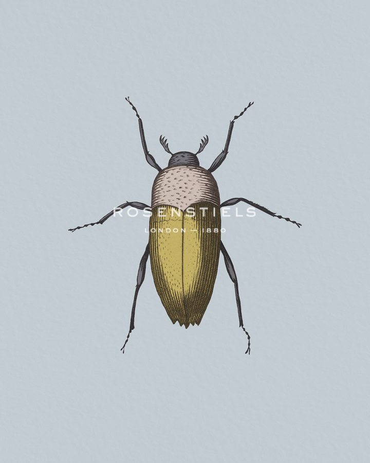 Coleoptera - Maria Mendez