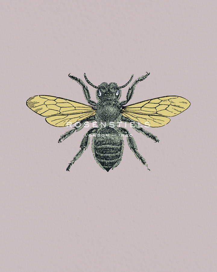 Anthophila - Maria Mendez