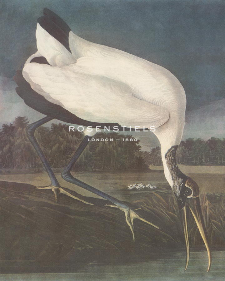 Wood Ibis - James Audubon