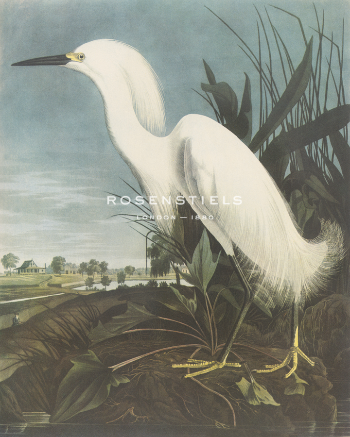 Snowy Egret - James Audubon