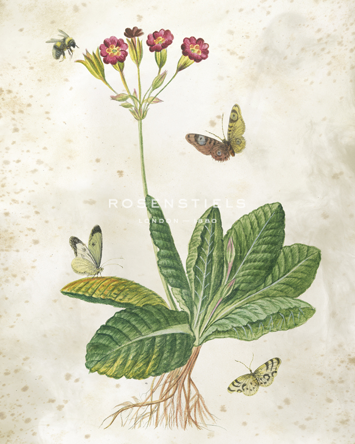 Primula Plant - The Vintage Collection