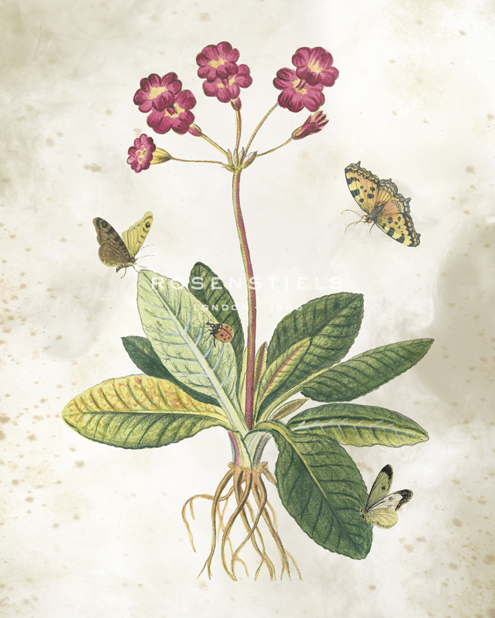 Primula Flower - The Vintage Collection