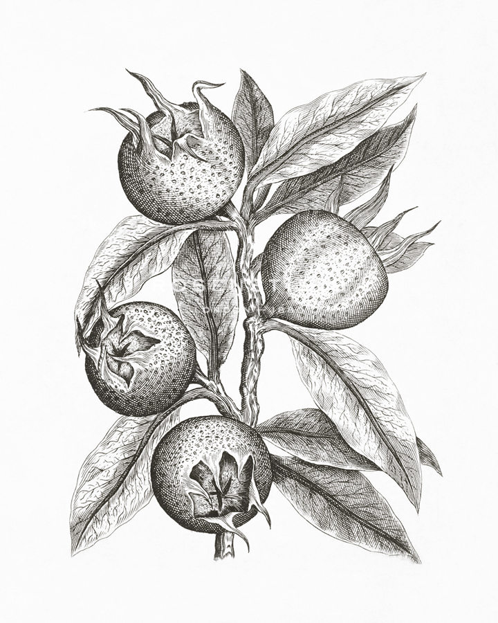 Mespilus Germanica - The Vintage Collection