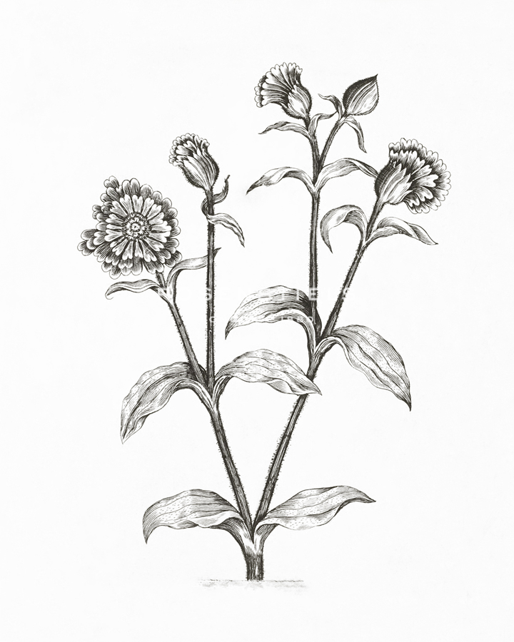 Dagkoekoeksbloem - The Vintage Collection