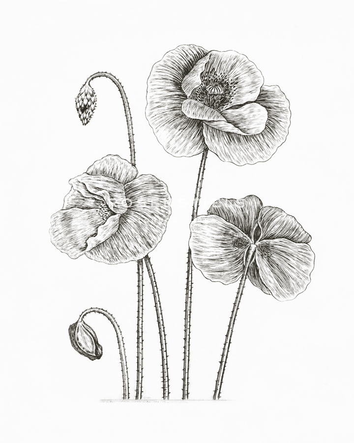 Grote Klaproos - The Vintage Collection