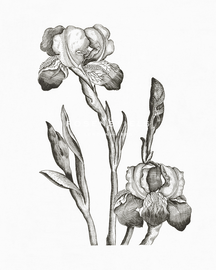 Baardiris - The Vintage Collection