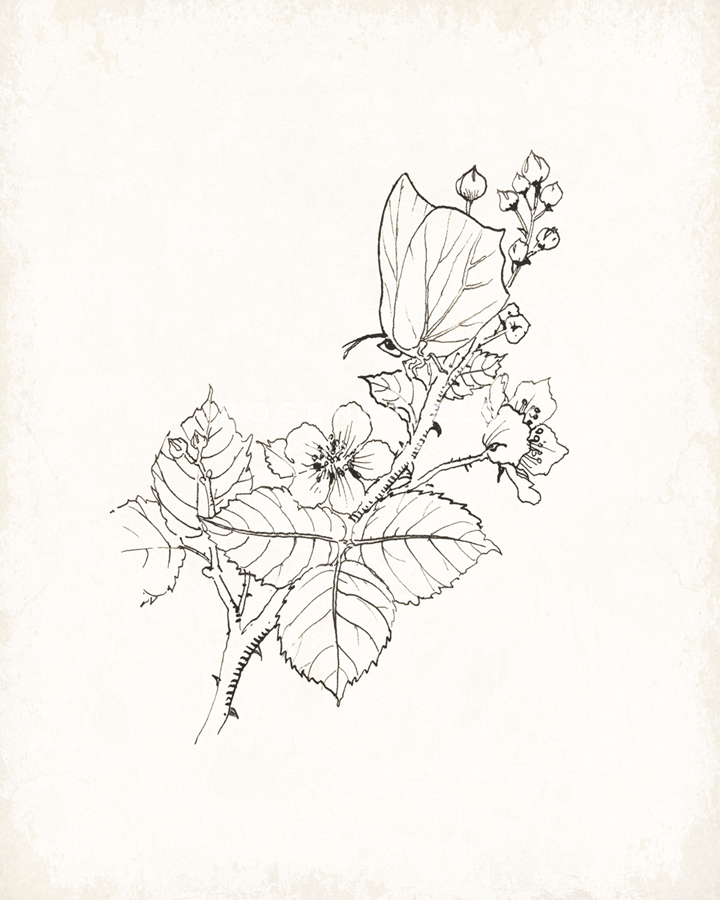 Blackberry Branch - The Vintage Collection