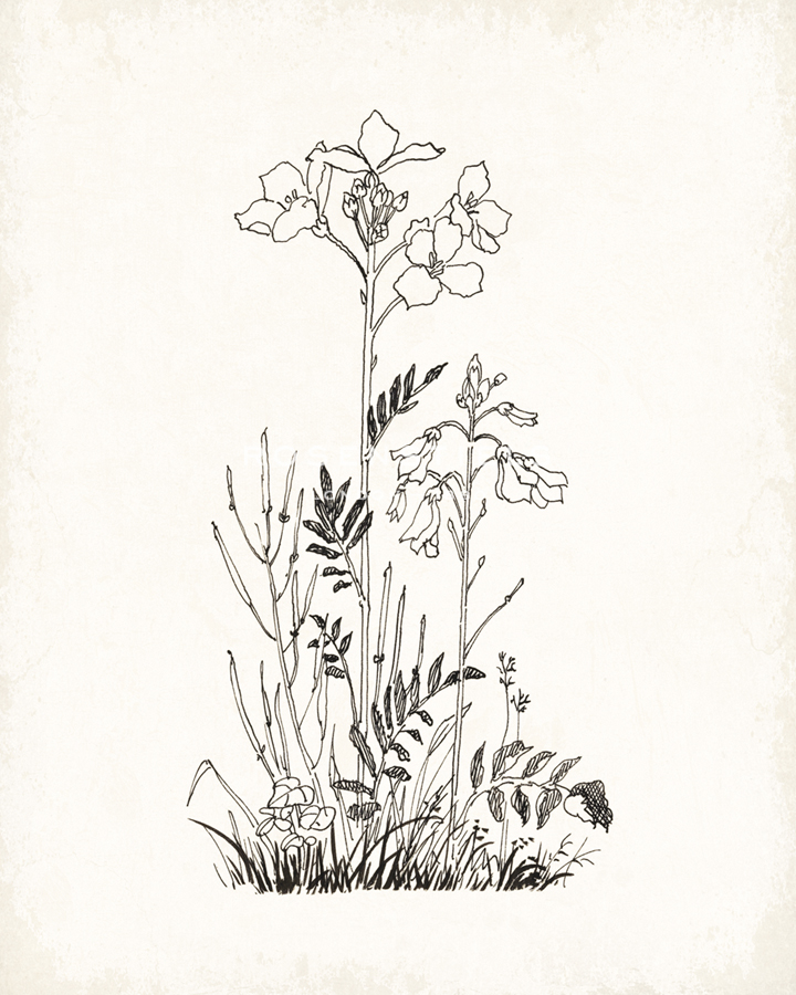 Cuckoo Flower - The Vintage Collection