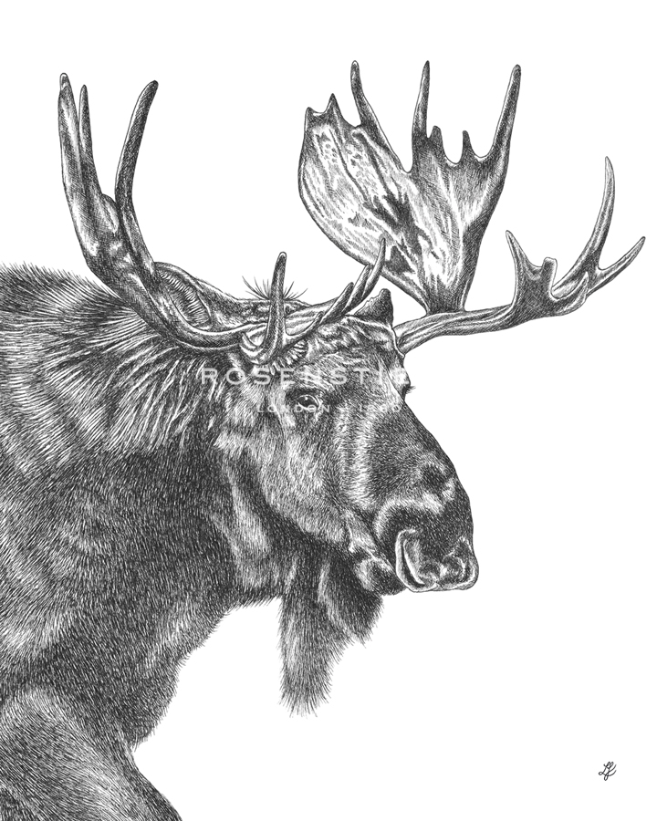 Moose Portrait - Lucy Francis