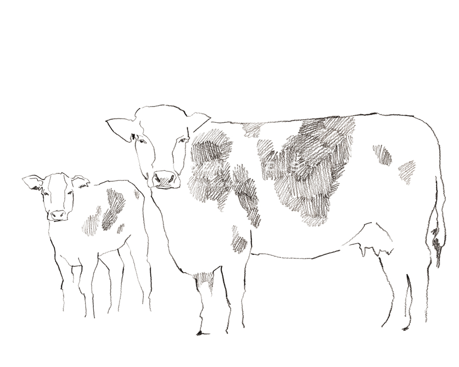 Farm Sketch - Cattle - Kristine Hegre