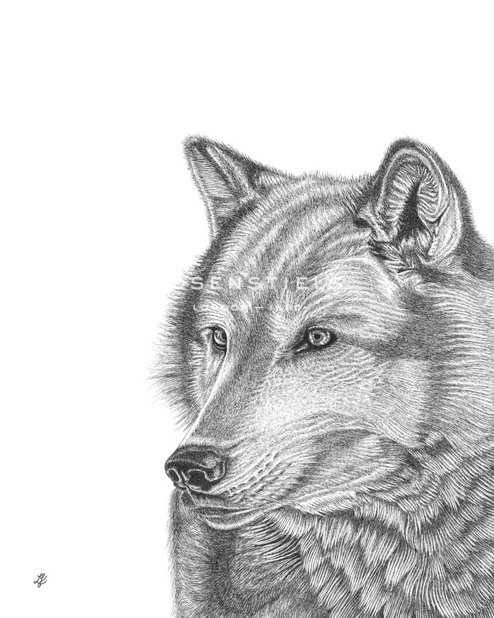 Wolf Portrait  - Lucy Francis