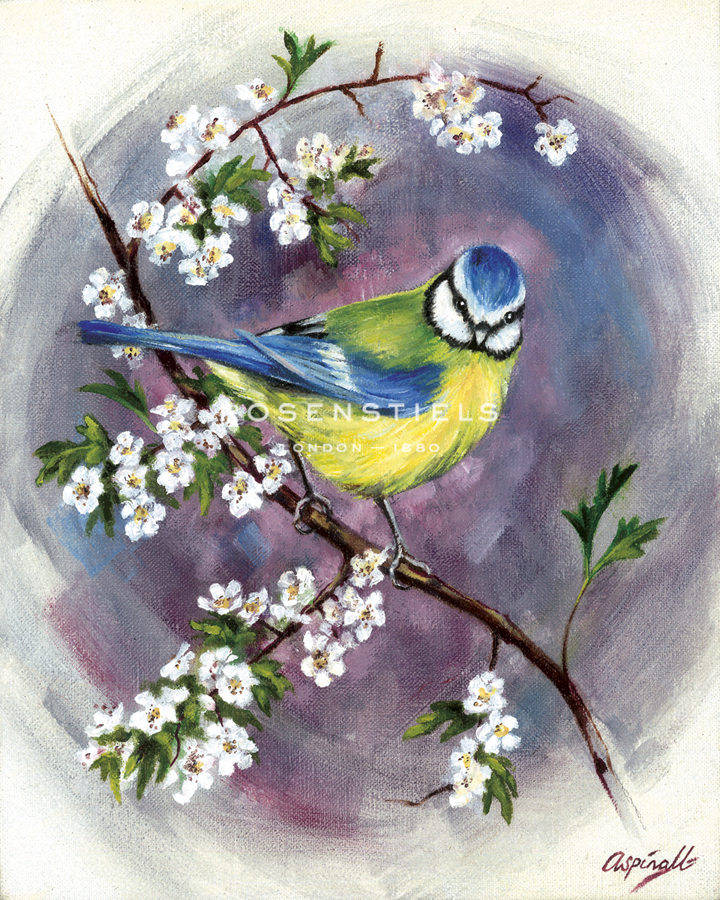 Blue Tit on Hawthorn Blossom - Sarah Aspinall
