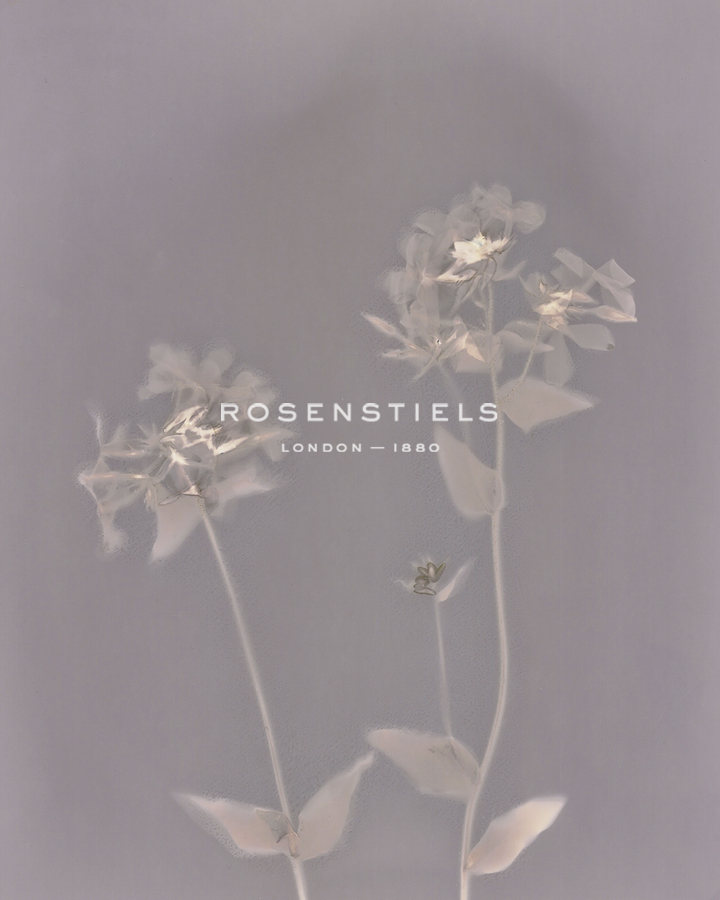 Nature Fade - Gleam - Sarah Hart Morgan