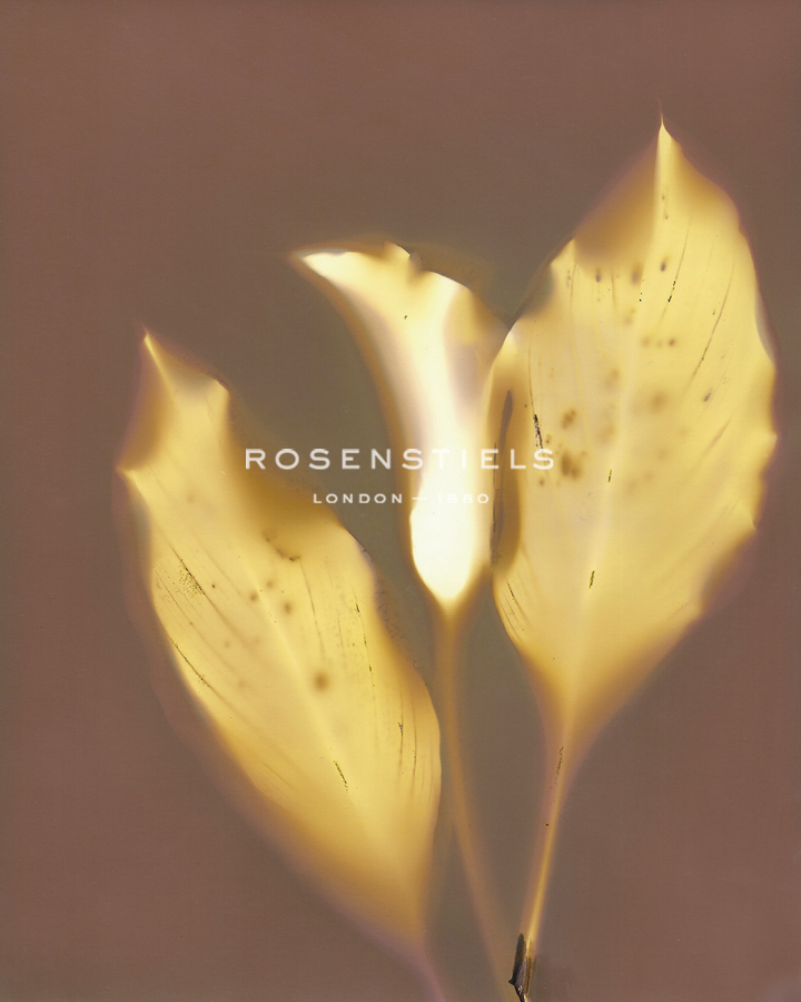 Nature Fade - Glow - Sarah Hart Morgan