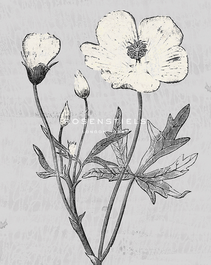 Pure Garden - Radiance - Belle Poesia