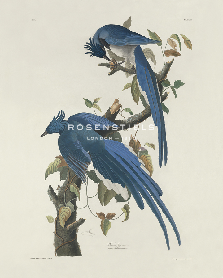 Columbia Jay - James Audubon