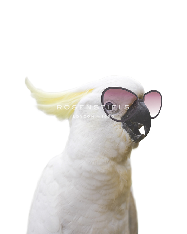 Clever Cockatoo - Andrew Watson