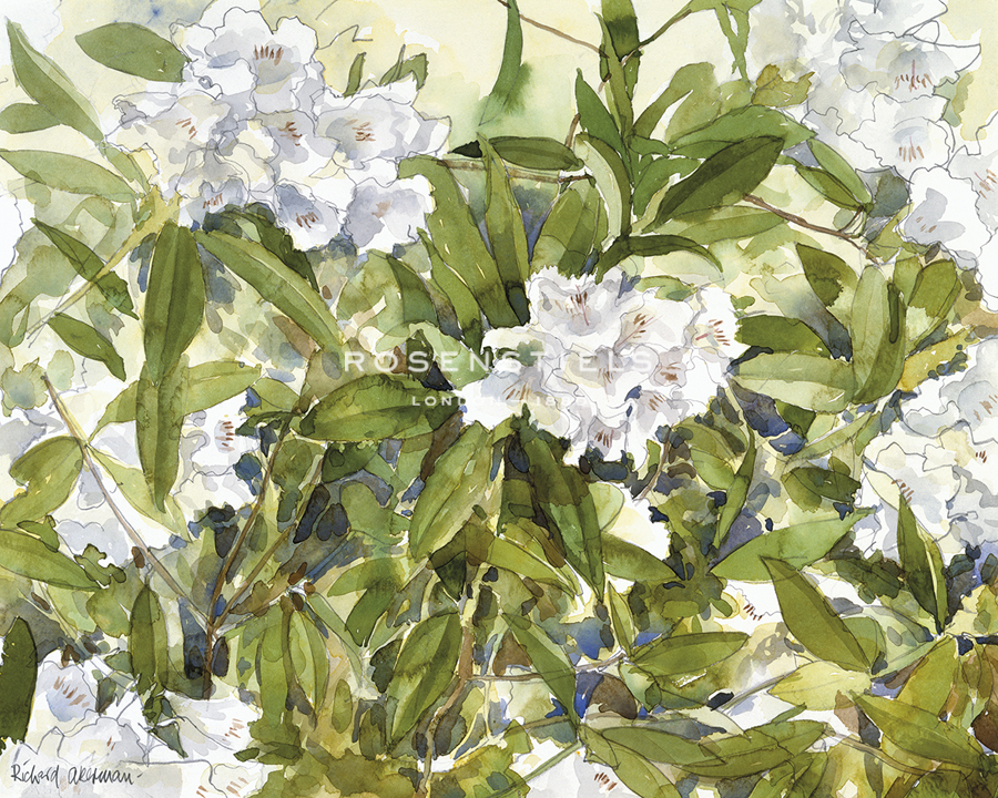 White Rhododendrons - Richard Akerman