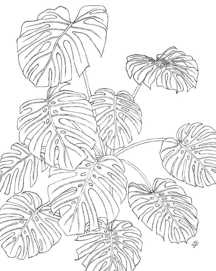 Linear Monstera - Thrive - Lucy Francis