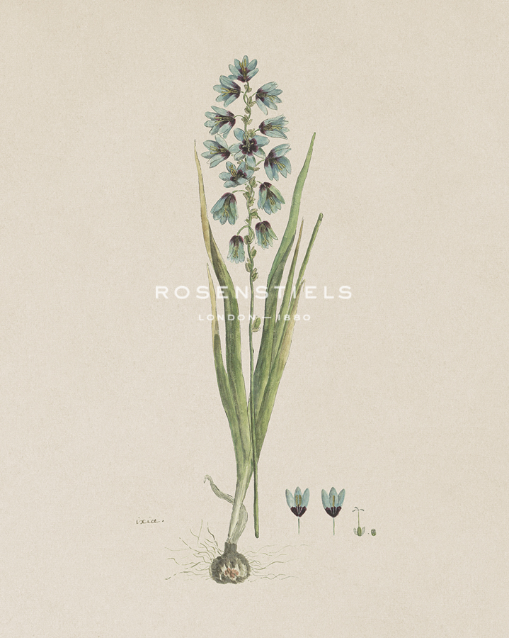 Turauoise Ixia - Robert Jacob Gordon
