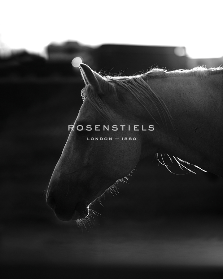 Rodeo Horse - Margaret Albaugh