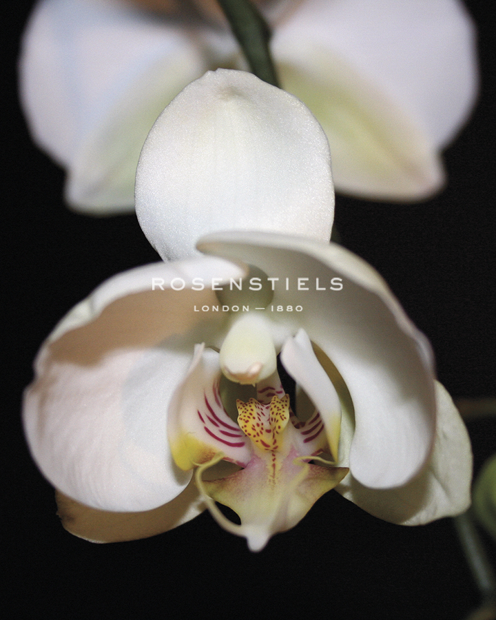 Orchid Light - Bud - Tony Koukos