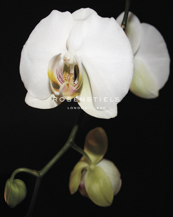 Orchid Light - Floret - Tony Koukos