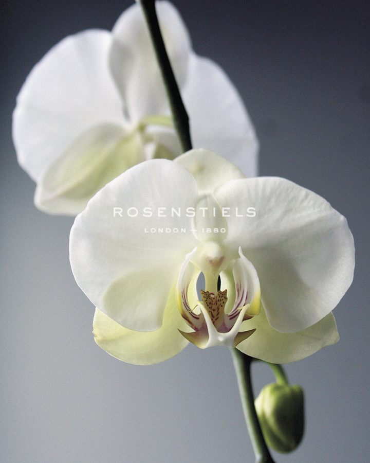 Orchid Light - Shine - Tony Koukos