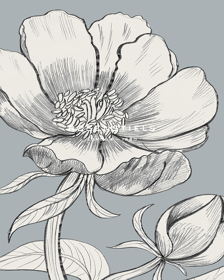 Linear Peony - Bud - Kay Widdowson