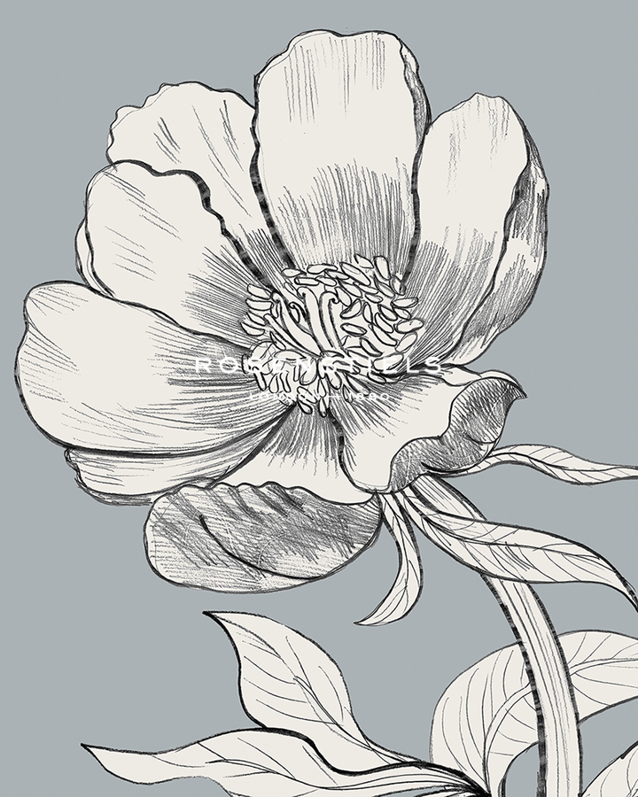 Linear Peony - Grow - Kay Widdowson