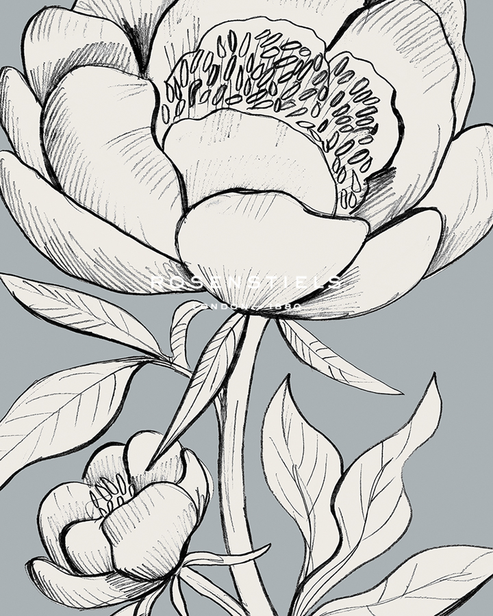 Linear Peony - Blossom - Kay Widdowson