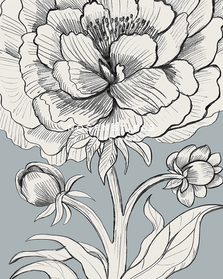 Linear Peony - Bloom - Kay Widdowson