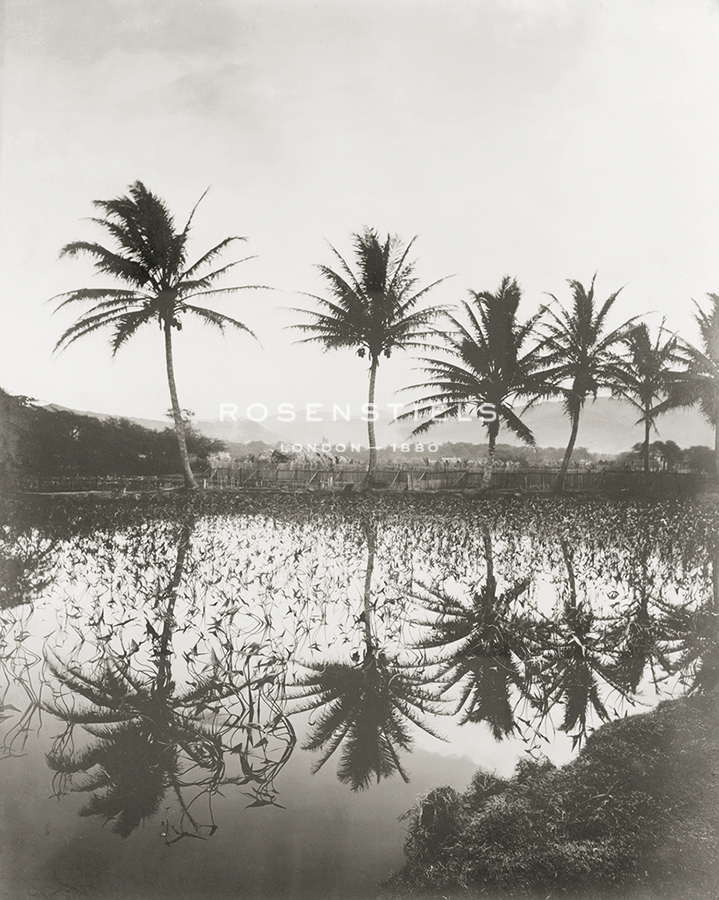 Coconut Grove - The Vintage Collection