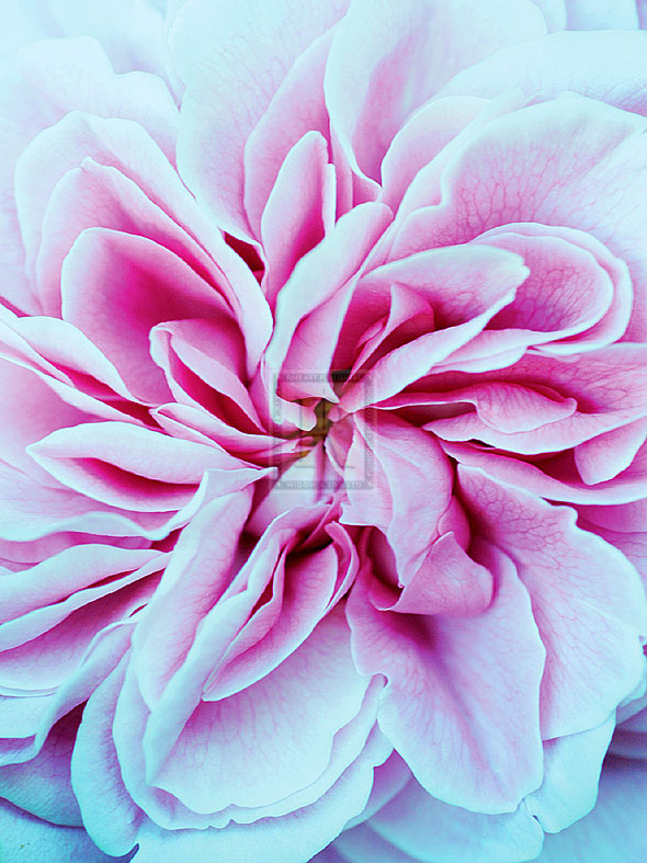 Old Fashioned Rose - Ella Lancaster