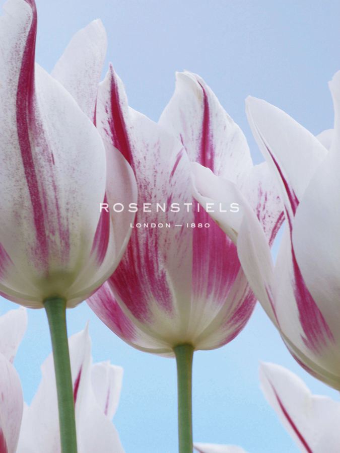 Tulip Dream I - Ella Lancaster