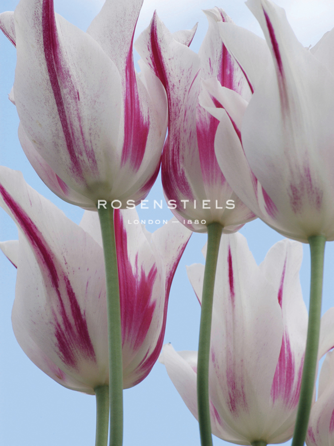 Tulip Dream II - Ella Lancaster