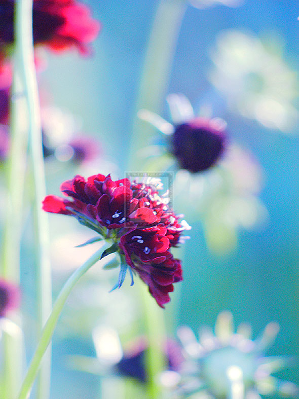 Scabious Haze I - Ella Lancaster