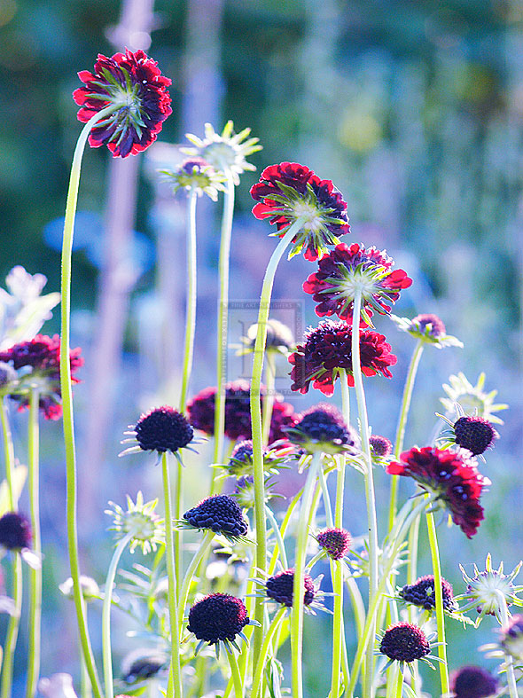 Scabious Haze II - Ella Lancaster
