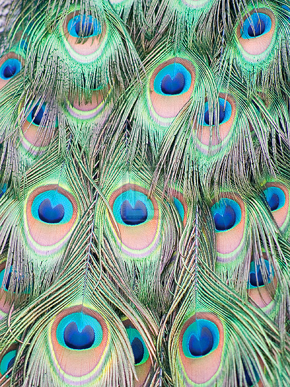 Peacock - Ella Lancaster