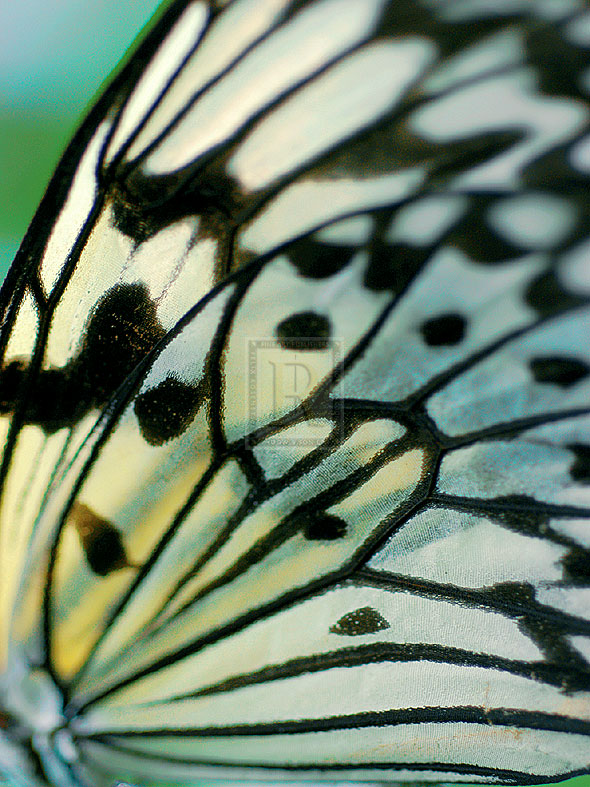 Butterfly - Ella Lancaster