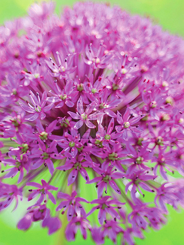 Flowerburst I - Ella Lancaster